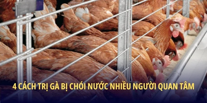 Cách Trị Gà Bị Chói Nước - Bí Kíp Chăm Sóc Chiến Kê - lucky283