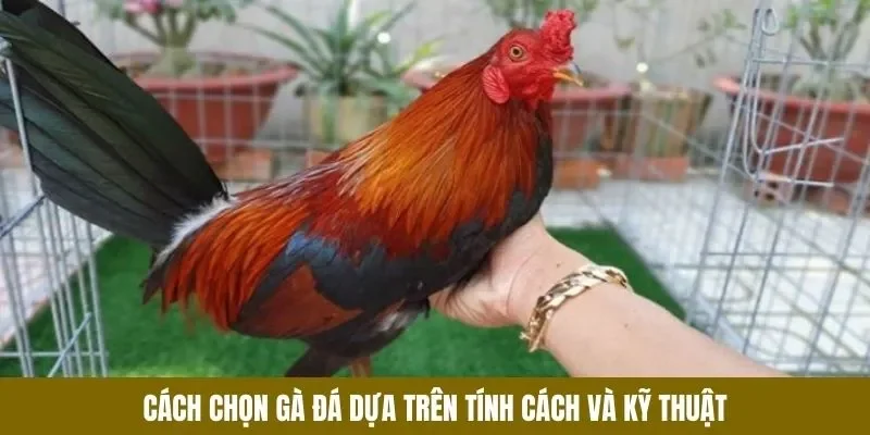 Cách Chọn Gà Đá - Tiêu Chí Vàng Giúp Chiến Kê Nổi Bật - lucky283