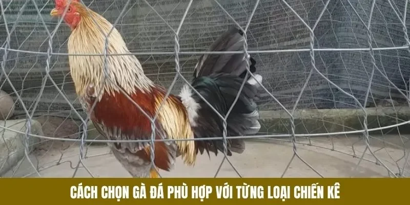 Cách Chọn Gà Đá - Tiêu Chí Vàng Giúp Chiến Kê Nổi Bật - lucky283