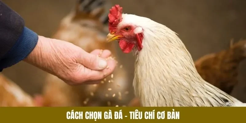 Cách Chọn Gà Đá - Tiêu Chí Vàng Giúp Chiến Kê Nổi Bật - lucky283