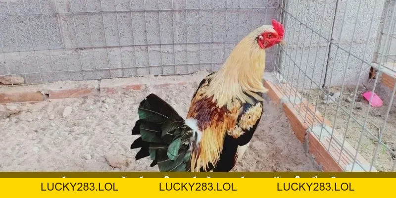 Ga6789 lucky283.lol 🎖️ Đăng Ký Trang Chủ Ga6789 Thomo Nhận +88K - lucky283