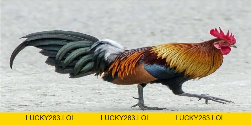 Ga6789 lucky283.lol 🎖️ Đăng Ký Trang Chủ Ga6789 Thomo Nhận +88K - lucky283