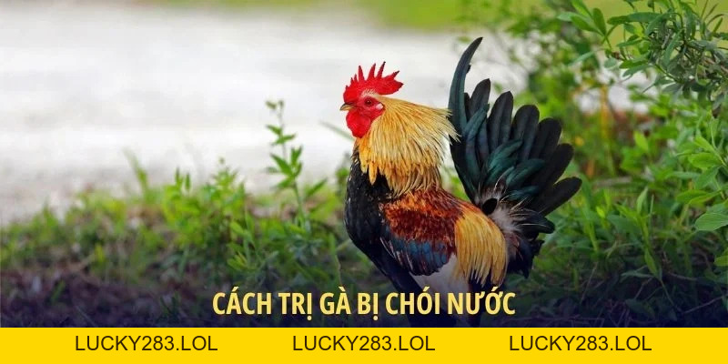 Ga6789 lucky283.lol 🎖️ Đăng Ký Trang Chủ Ga6789 Thomo Nhận +88K - lucky283