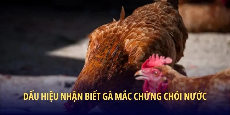 Cách Trị Gà Bị Chói Nước - Bí Kíp Chăm Sóc Chiến Kê - lucky283