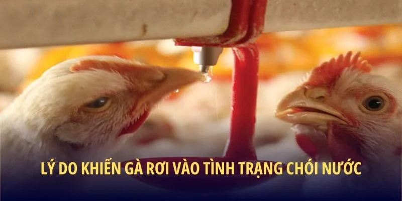 Cách Trị Gà Bị Chói Nước - Bí Kíp Chăm Sóc Chiến Kê - lucky283