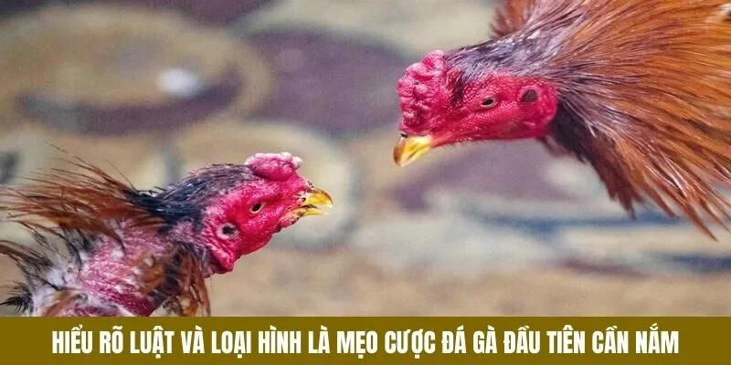 Mẹo Cược Đá Gà - lucky283