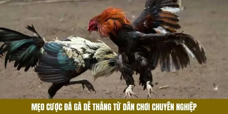 Mẹo Cược Đá Gà - lucky283