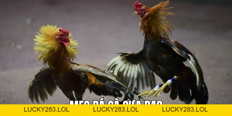 Ga6789 lucky283.lol 🎖️ Đăng Ký Trang Chủ Ga6789 Thomo Nhận +88K - lucky283