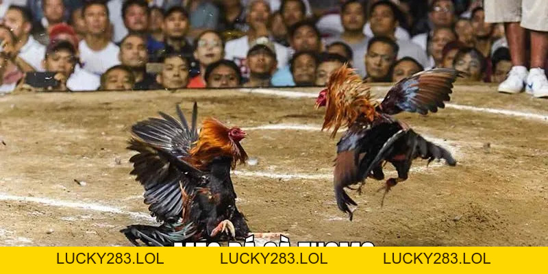 Ga6789 lucky283.lol 🎖️ Đăng Ký Trang Chủ Ga6789 Thomo Nhận +88K - lucky283