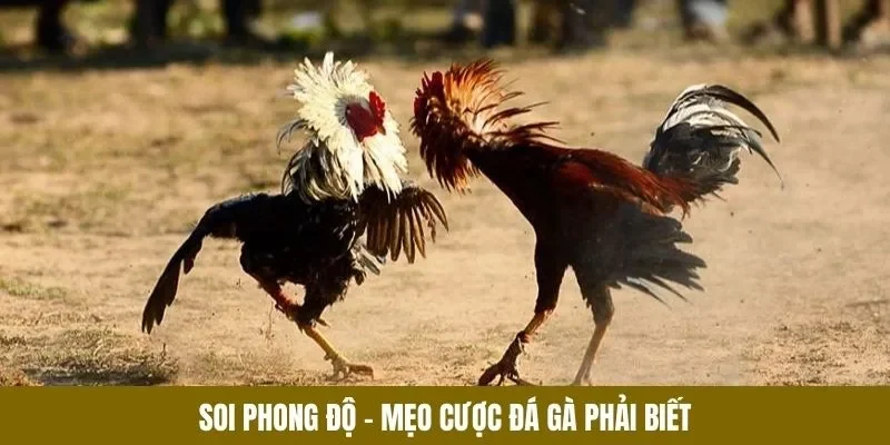 Mẹo Cược Đá Gà - lucky283