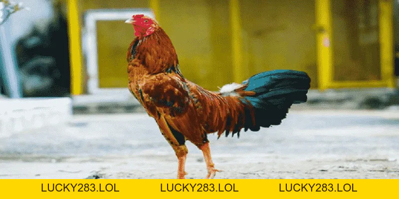 Ga6789 lucky283.lol 🎖️ Đăng Ký Trang Chủ Ga6789 Thomo Nhận +88K - lucky283