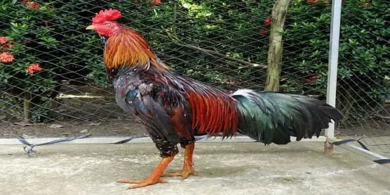 Xem Tướng Gà Chọi – Bí Quyết Nhận Diện Chọi Gà Nhanh Nhất - lucky283