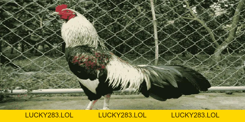 Ga6789 lucky283.lol 🎖️ Đăng Ký Trang Chủ Ga6789 Thomo Nhận +88K - lucky283